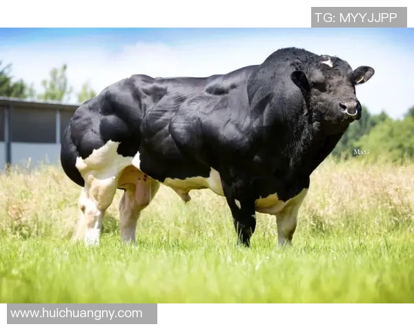 你不知道的公牛:十大冷知识大揭秘 你不知道的公牛:十大冷知识大揭秘